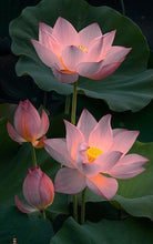 Load image into Gallery viewer, Lotus and Citrus “Lotus Kiss” Perfume Oil Roll-On