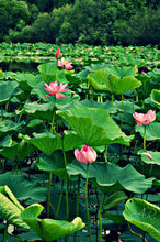 Load image into Gallery viewer, Lotus and Citrus “Lotus Kiss” Perfume Oil Roll-On
