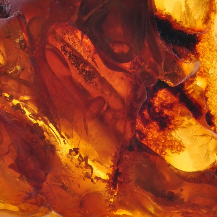 Amber & Warm Vanilla “Immortal Beloved” 8oz Soy Candle